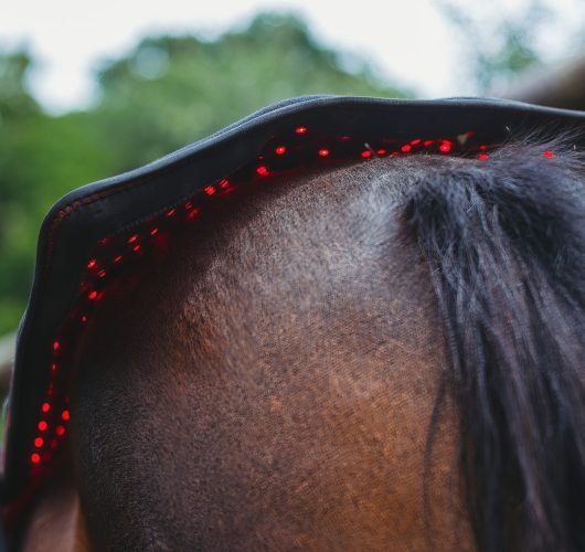 RoyalHorseCare_@lldfotografie_11