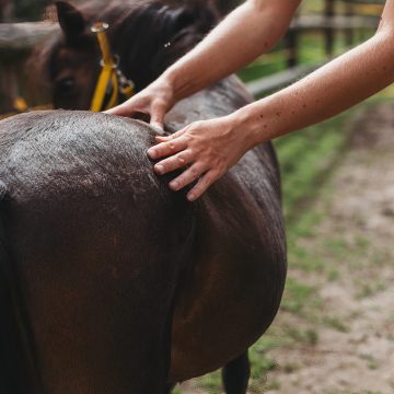 RoyalHorseCare_@lldfotografie_5