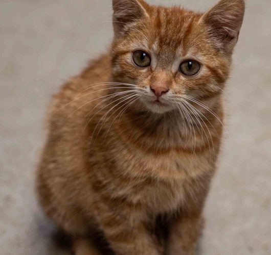 Zorgboerderijeckstra@LLDfotografie_www.lld-fotografie.nl_5